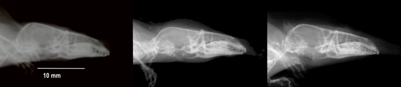 Röntgenaufnahme eines Schädels einer Waldspitzmaus im Sommer (links) und darauffolgenden Winter (Mitte) sowie im Sommer des nächsten Jahres (rechts). © MPI f. Ornithologie/ J. Lazaro